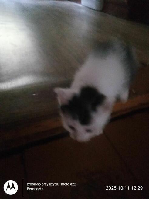 Oddam kotki w dobre ręce