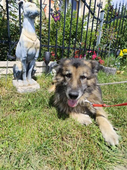 Aron - cudowny, spokojny owczarek szuka domu!