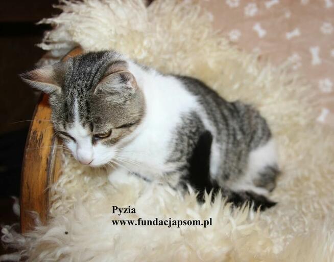 Pyzia mała koteczka
