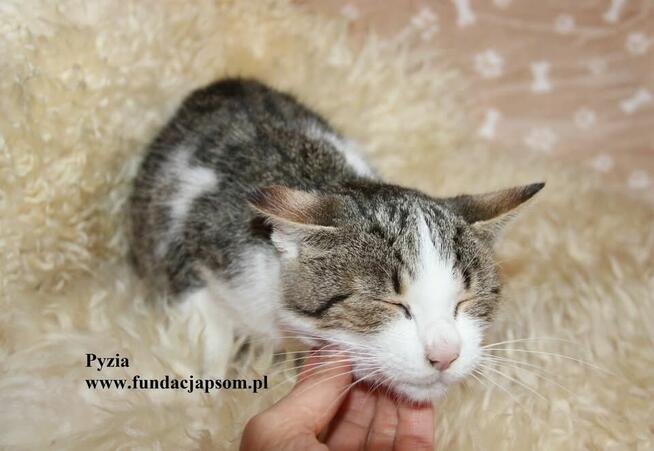 Pyzia mała koteczka