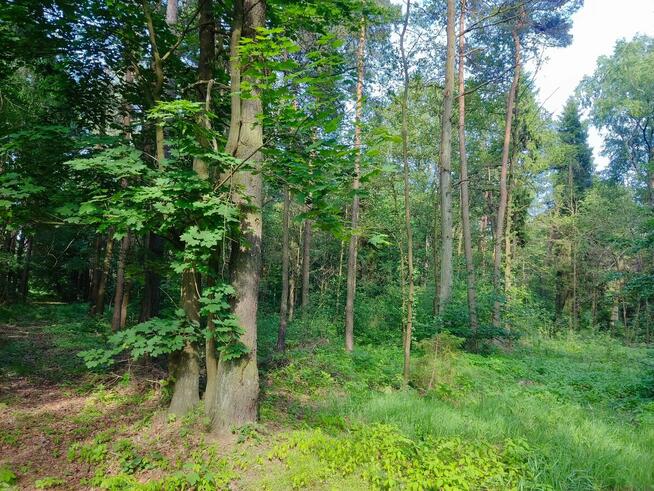 Sprzedam las 1,57h