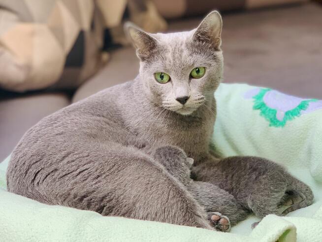 Kocięta Rrosyjskie Niebieskie - WCF