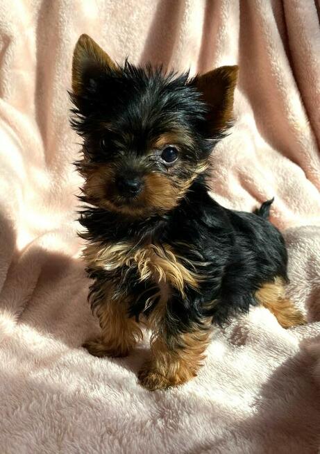 Sprzedam szczeniaczka Yorka Dafiego