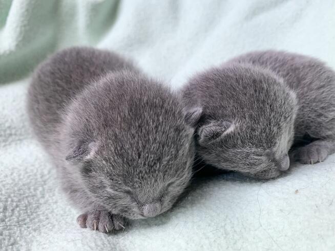 Kocięta Rrosyjskie Niebieskie - WCF