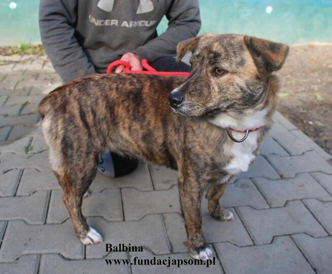 Balbina, pręgowana sunia