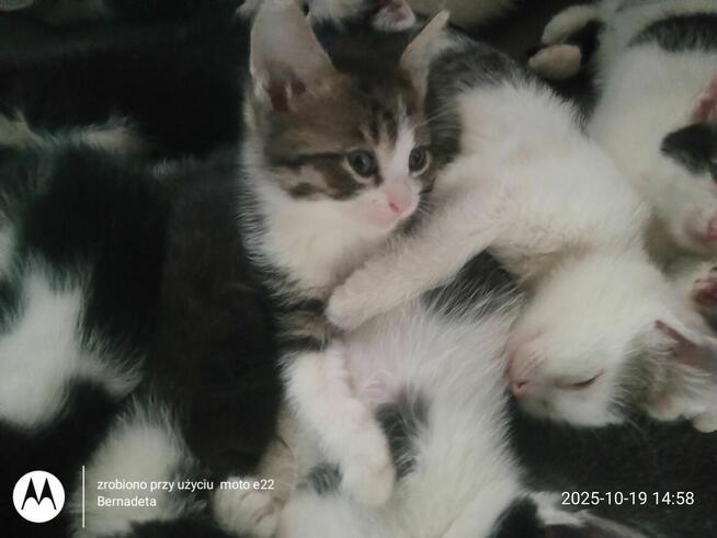 Oddam kotki w dobre ręce