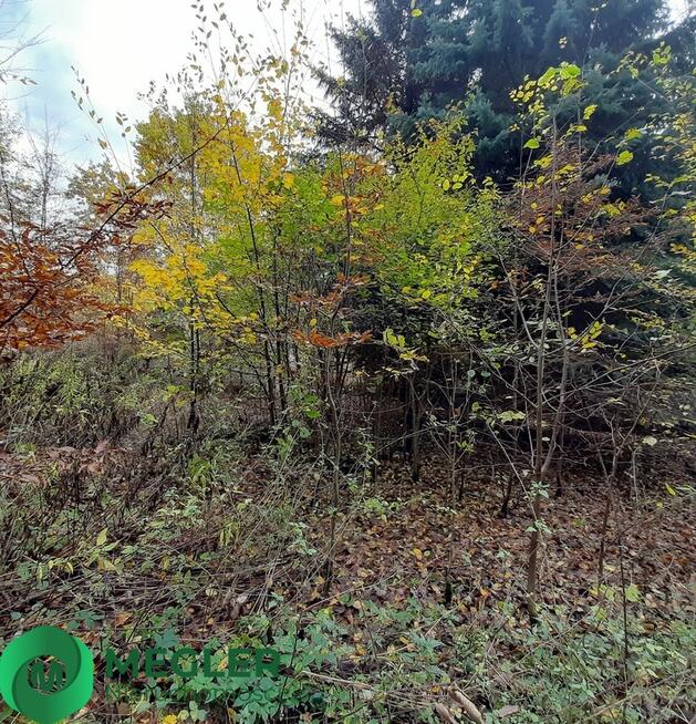 Działka w otulinie lasu