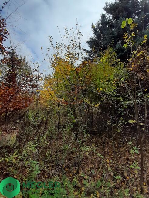 Działka w otulinie lasu