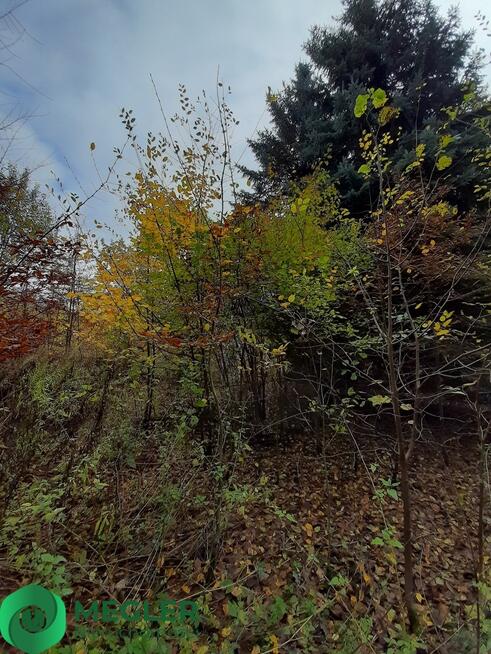 Działka w otulinie lasu