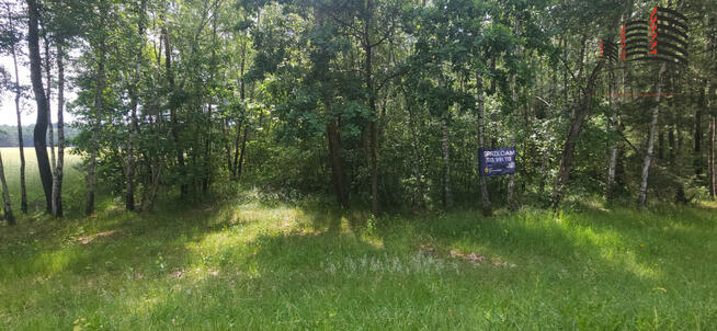 Działka leśna Lipinki gm. Sosnówka,