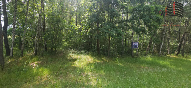 Działka leśna Lipinki gm. Sosnówka,