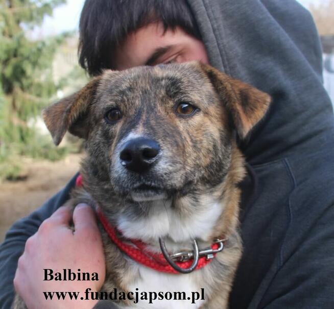 Balbina, pręgowana sunia