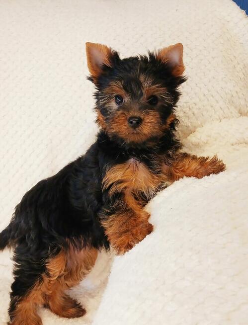 Sprzedam szczeniaczka Yorka Dafiego