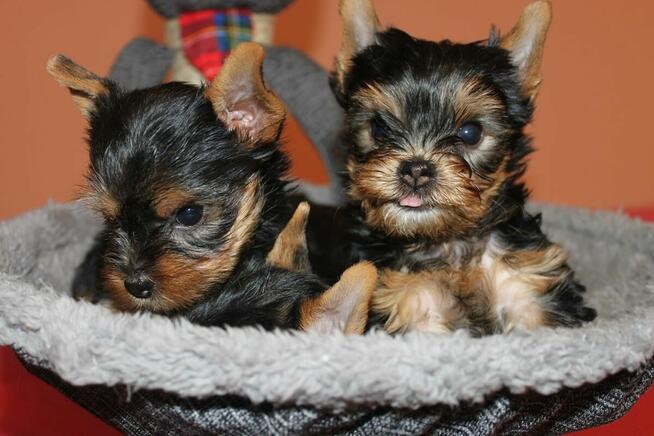 Sprzedam szczeniaczka Yorka Dafiego