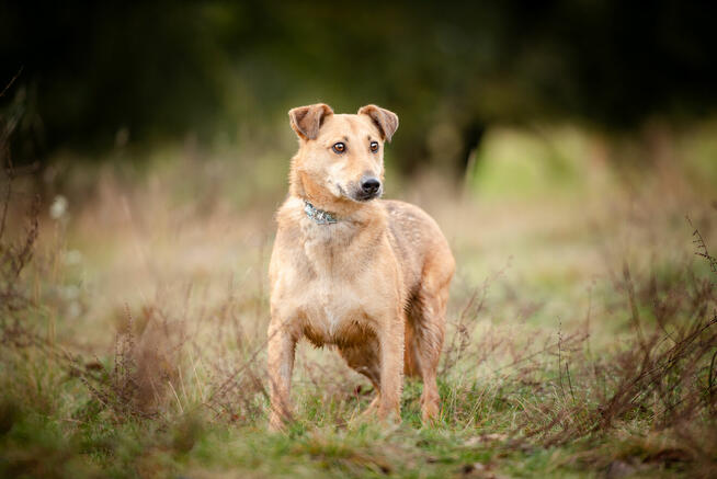 Snikers - spokojny, delikatny indywidualista