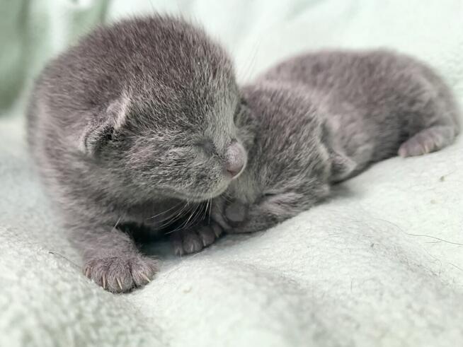 Kocięta Rrosyjskie Niebieskie - WCF