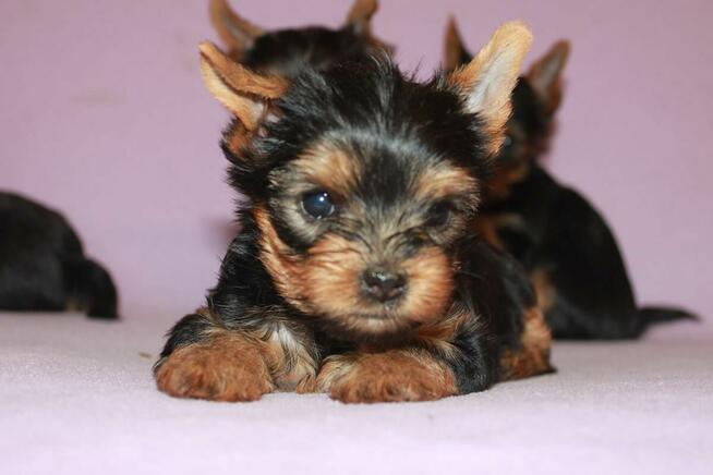 Sprzedam szczeniaczka Yorka Dafiego