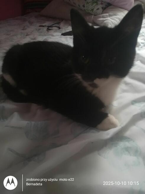 Oddam kotki w dobre ręce