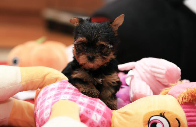 Alma sunia szczeniaczek York gotowa do zmiany domku