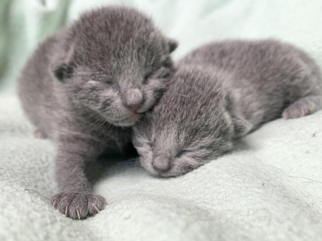 Kocięta Rrosyjskie Niebieskie - WCF