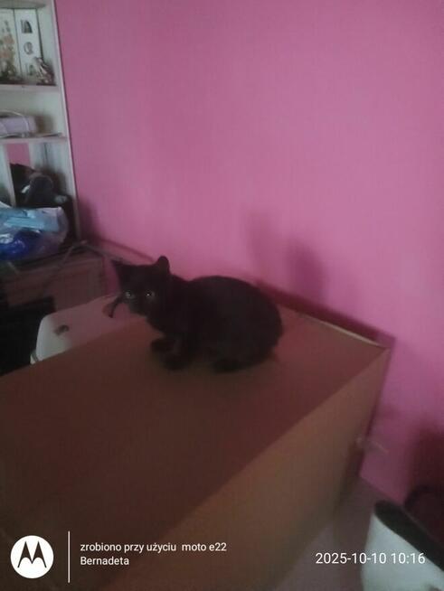 Oddam kotki w dobre ręce