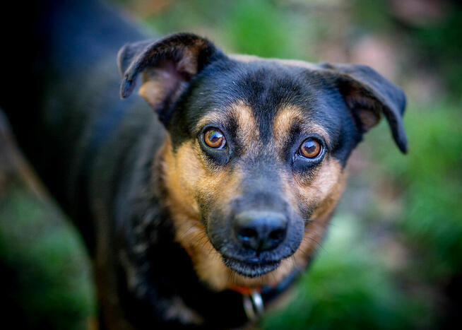 2letni Pajdek szuka domu do harców i przytulanek