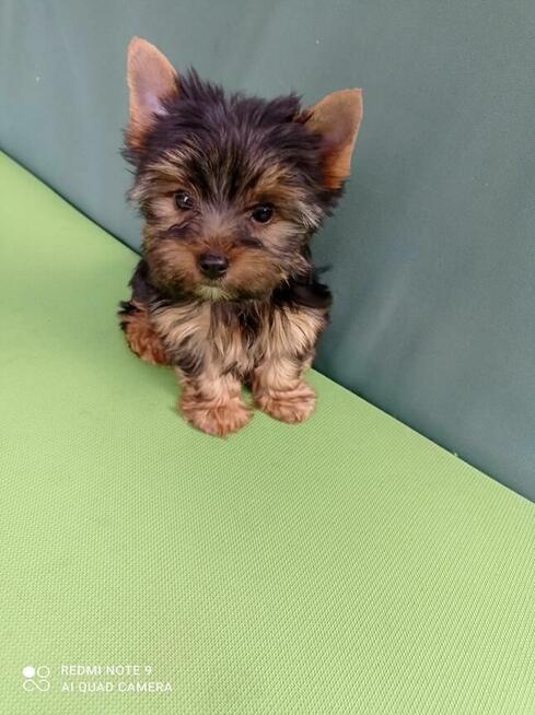 Sprzedam szczeniaczka Yorka Dafiego