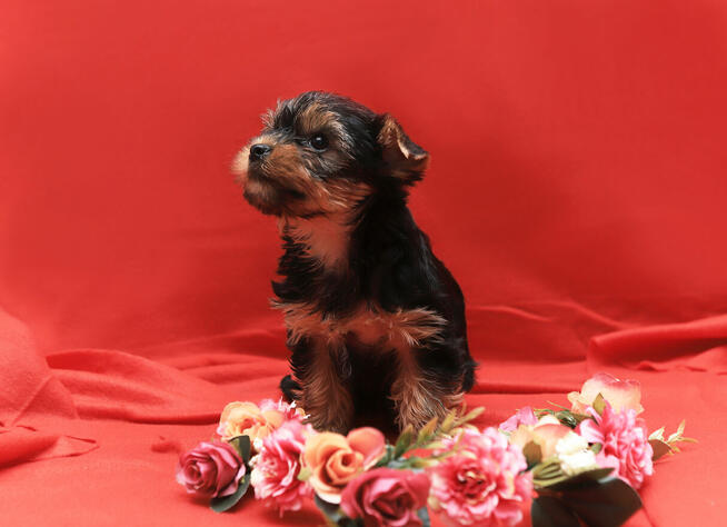 Alma sunia szczeniaczek York gotowa do zmiany domku