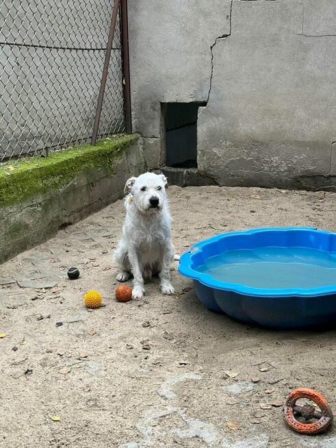 Nero - wyjątkowy pies szuka kochającego domu!