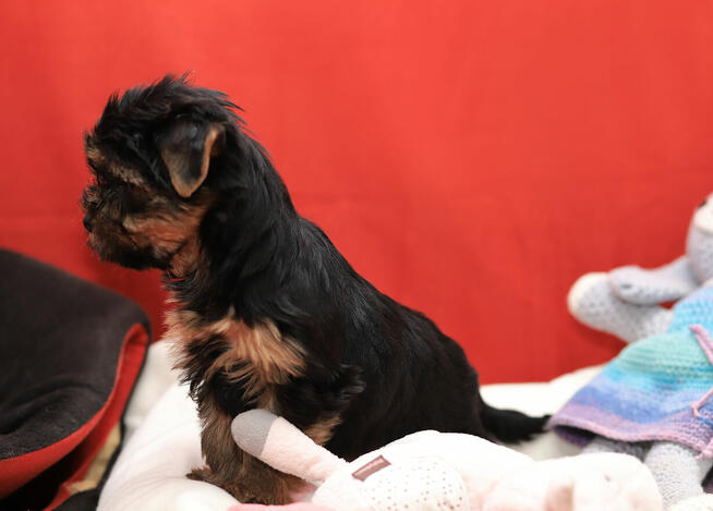 Alma sunia szczeniaczek York gotowa do zmiany domku