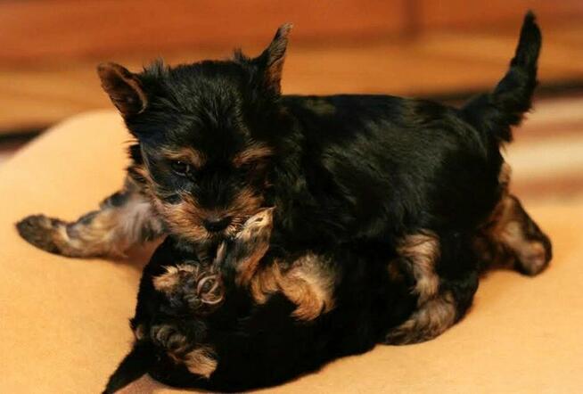 Sprzedam szczeniaczka Yorka Dafiego