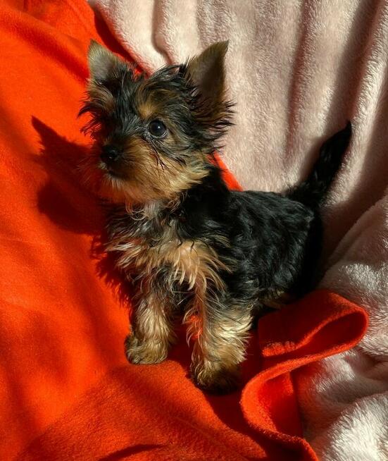 Sprzedam szczeniaczka Yorka Dafiego