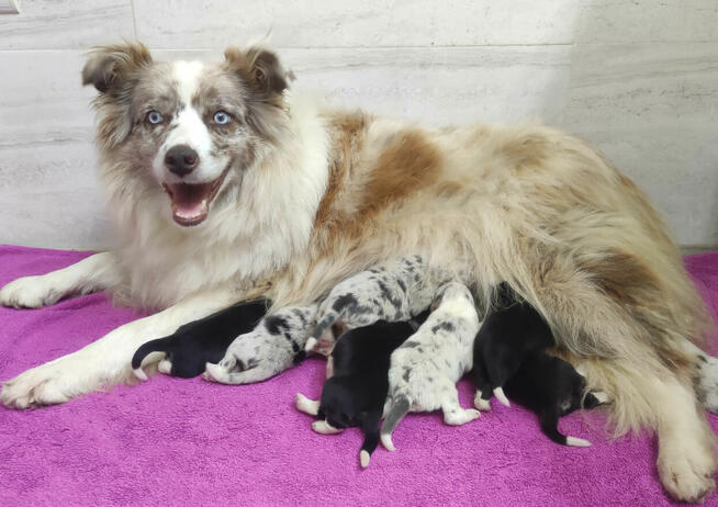 Szczenię BORDER COLLIE z Hodowli - Rasowy pies z pełną dok.