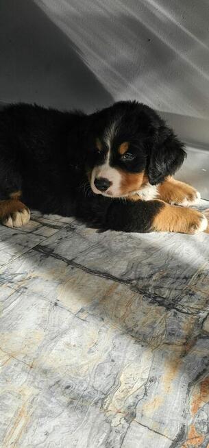 Berneński pies pasterski