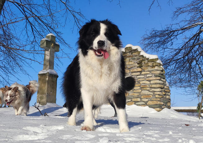 Suczka BORDER COLLIE z Hodowli - Rasowa z pełną dok. - Rezer