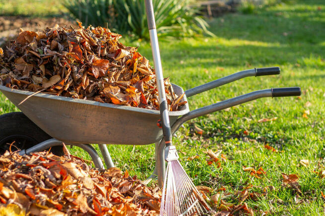 ZAREZERWOWANE Zlecę sprzątanie działki, grabienie liści