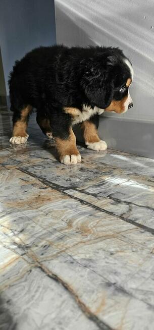 Berneński pies pasterski