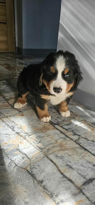 Berneński pies pasterski