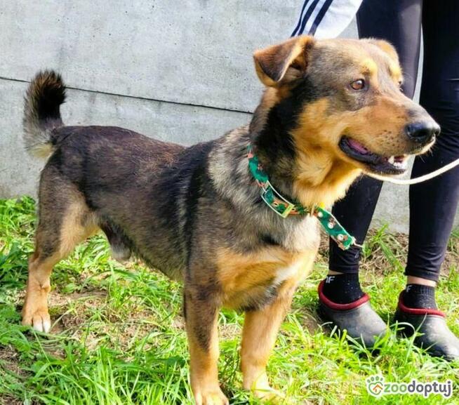 ARCZI - spokojny, nieduży psiak szuka domu