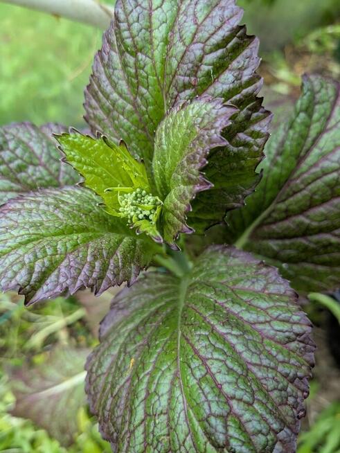 Sałata Musztardowa Tatsoi Pac Choi czerwona sałaty nasiona k