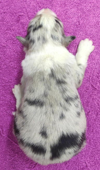 Szczenię BORDER COLLIE z Hodowli - Rasowy pies z pełną dok.