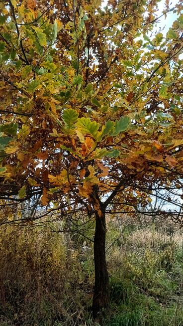 Działka rolno-budowlana Bodzanów gm. Biskupice