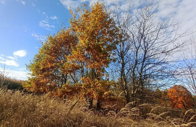 Działka rolno-budowlana Bodzanów gm. Biskupice
