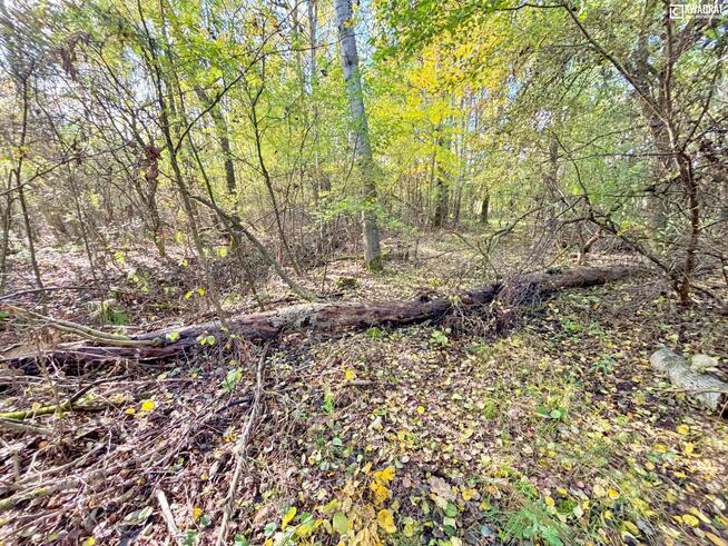 Działka rolna Stary Orzechów gm. Sosnowica