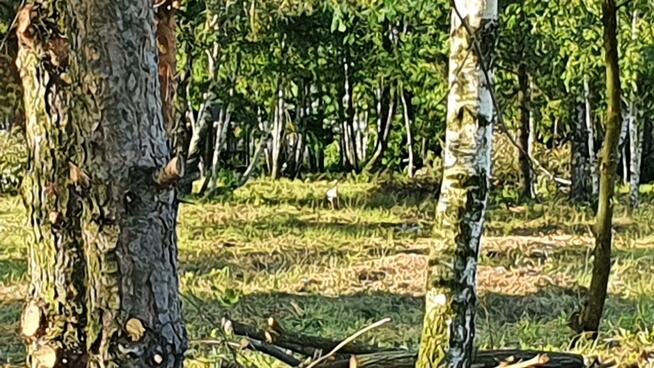 Działka budowlana Kąck gm. Wiązowna