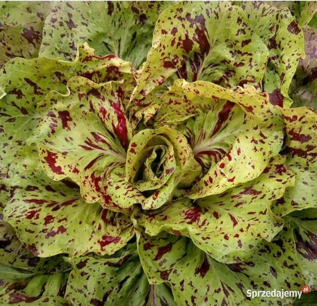 Sałata Musztardowa Tatsoi Pac Choi czerwona sałaty nasiona k