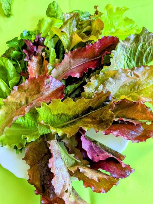 Sałata Musztardowa Tatsoi Pac Choi czerwona sałaty nasiona k