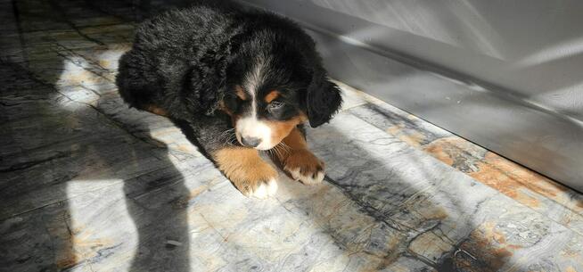 Berneński pies pasterski