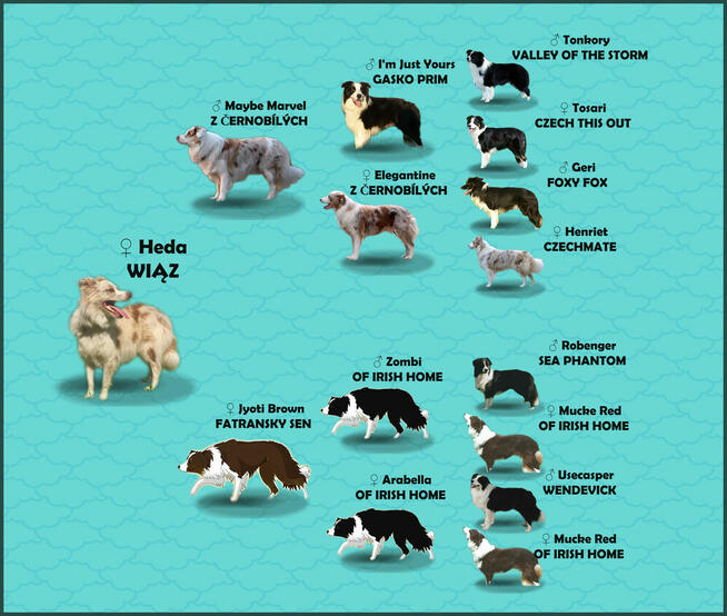 Szczenię BORDER COLLIE z Hodowli - Rasowy pies z pełną dok.