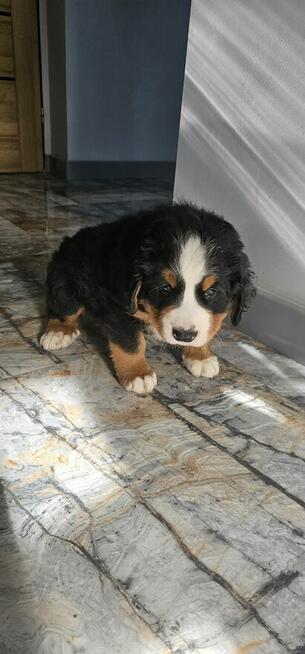 Berneński pies pasterski